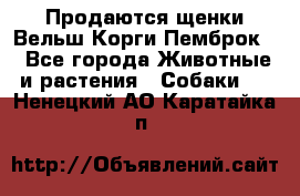 Продаются щенки Вельш Корги Пемброк  - Все города Животные и растения » Собаки   . Ненецкий АО,Каратайка п.